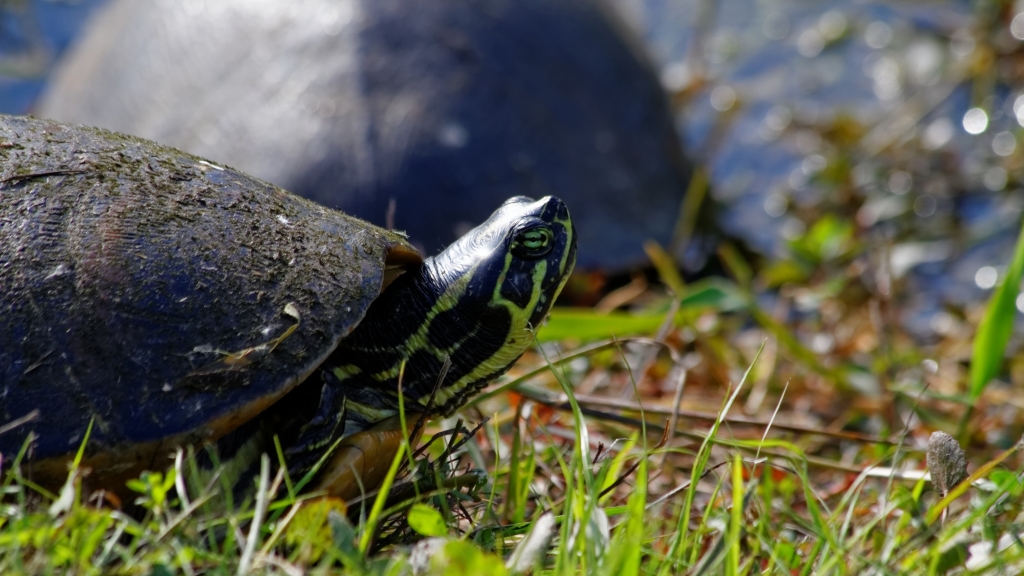 02 - Everglade NP (70).jpg